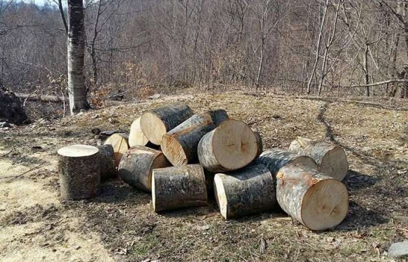 Ուռենու 40 կոճղ էր հատել