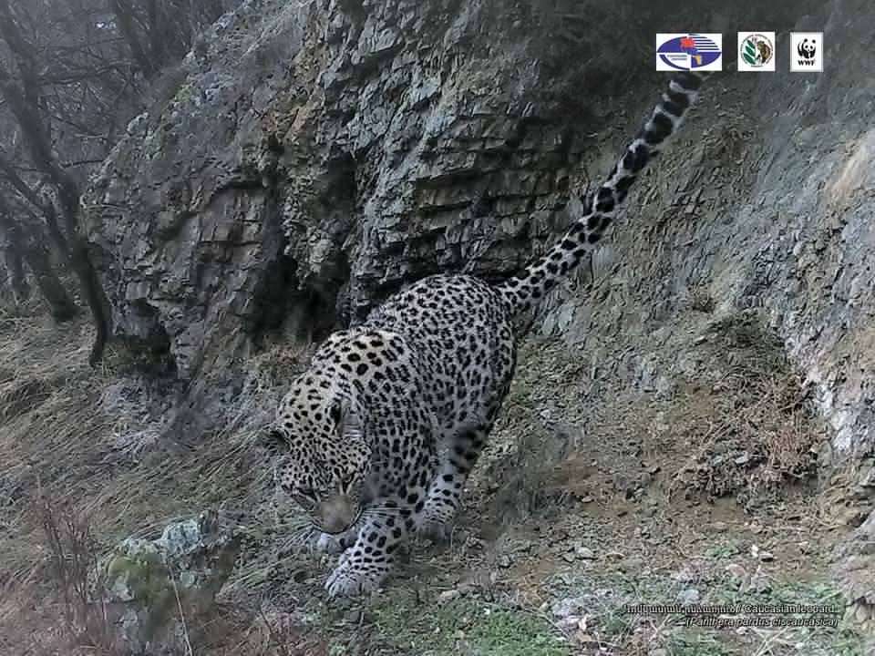 Կովկասյան ընձառյուծն իր ձագի հետ ազատորեն շրջում է Տավուշում
