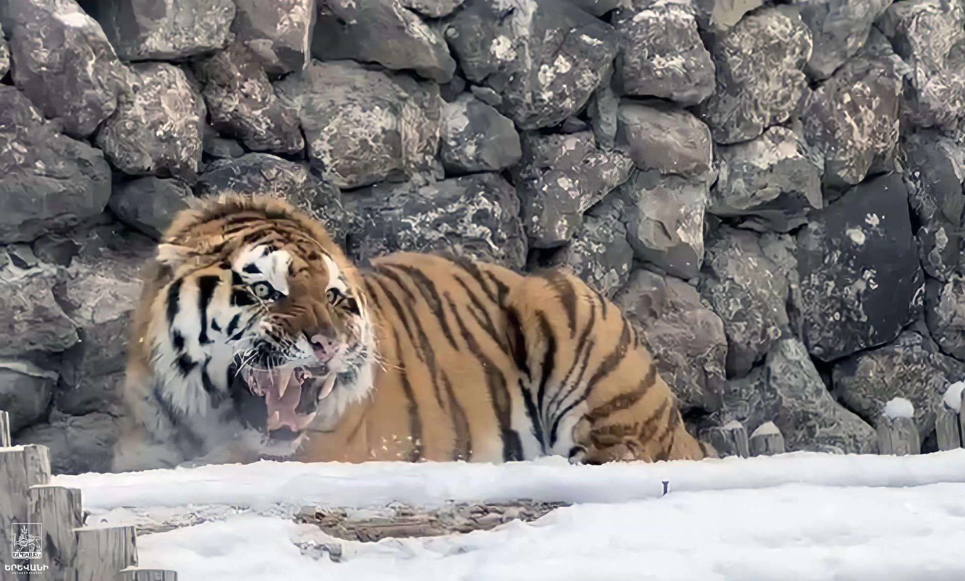 Երևանի կենդանաբանական այգու վագրերի ընտանիքը համալրվել է ևս մեկով