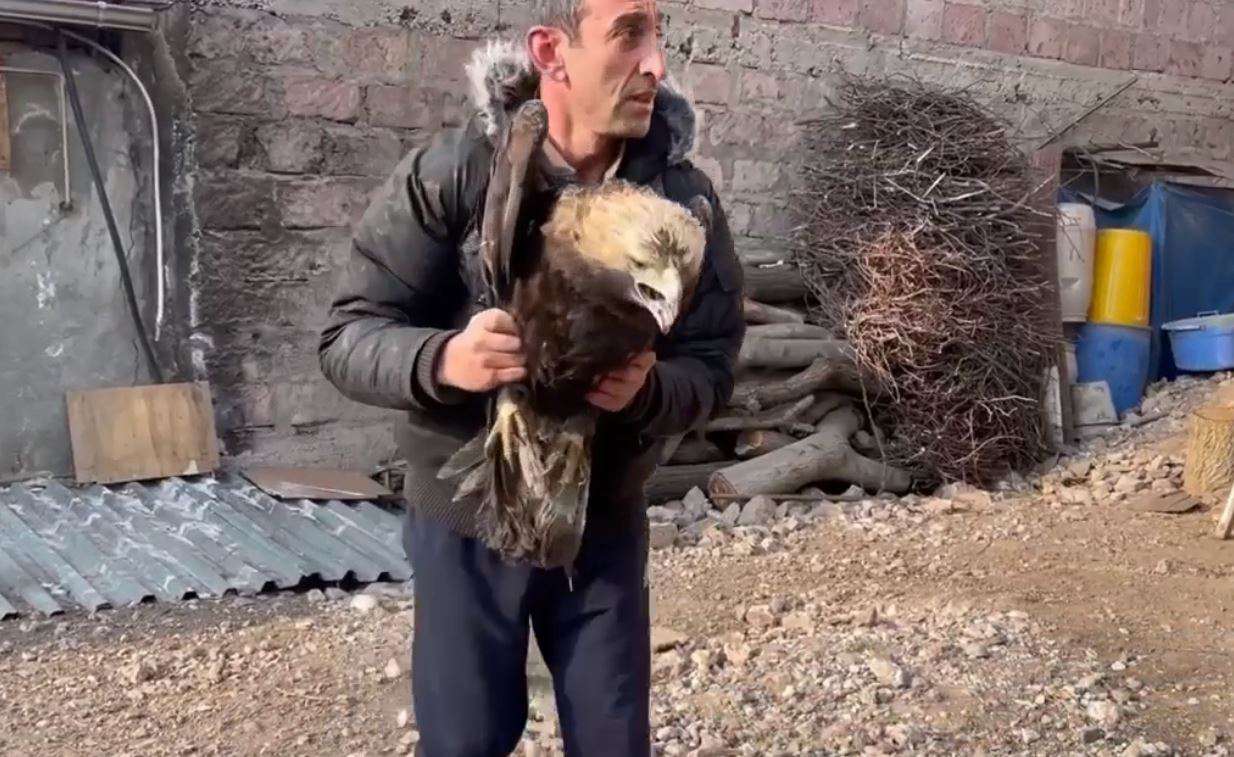 Ջանքերի միավորմամբ փրկվել է կարմիրգրքյան քարարծիվի կյանքը (ՏԵՍԱՆՅՈՒԹ)