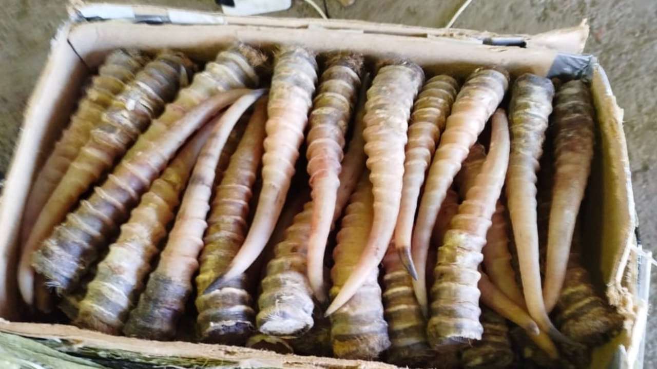 Փորձել են վայրի այծքաղի՝ 7 մլն արժողությամբ եղջյուրներ արտահանել