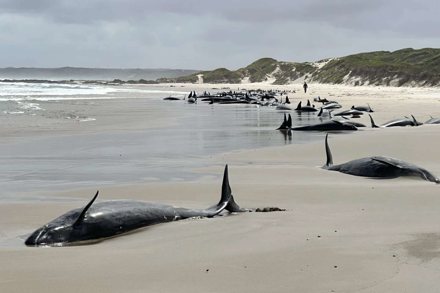 157 whales found on Australian beach (PHOTOS)