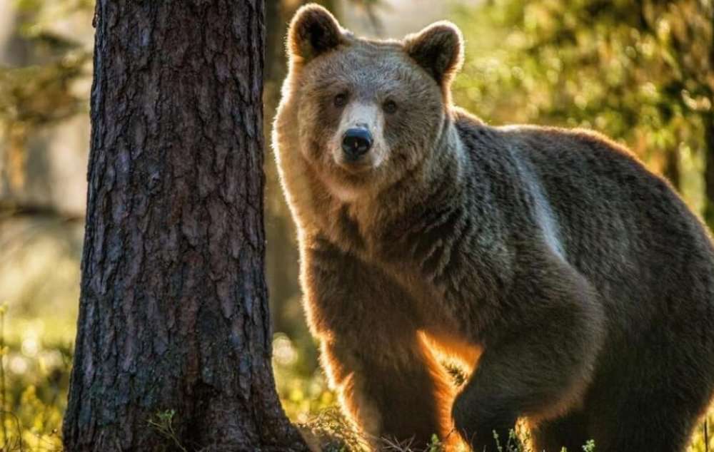 In Japan, they will shoot bears