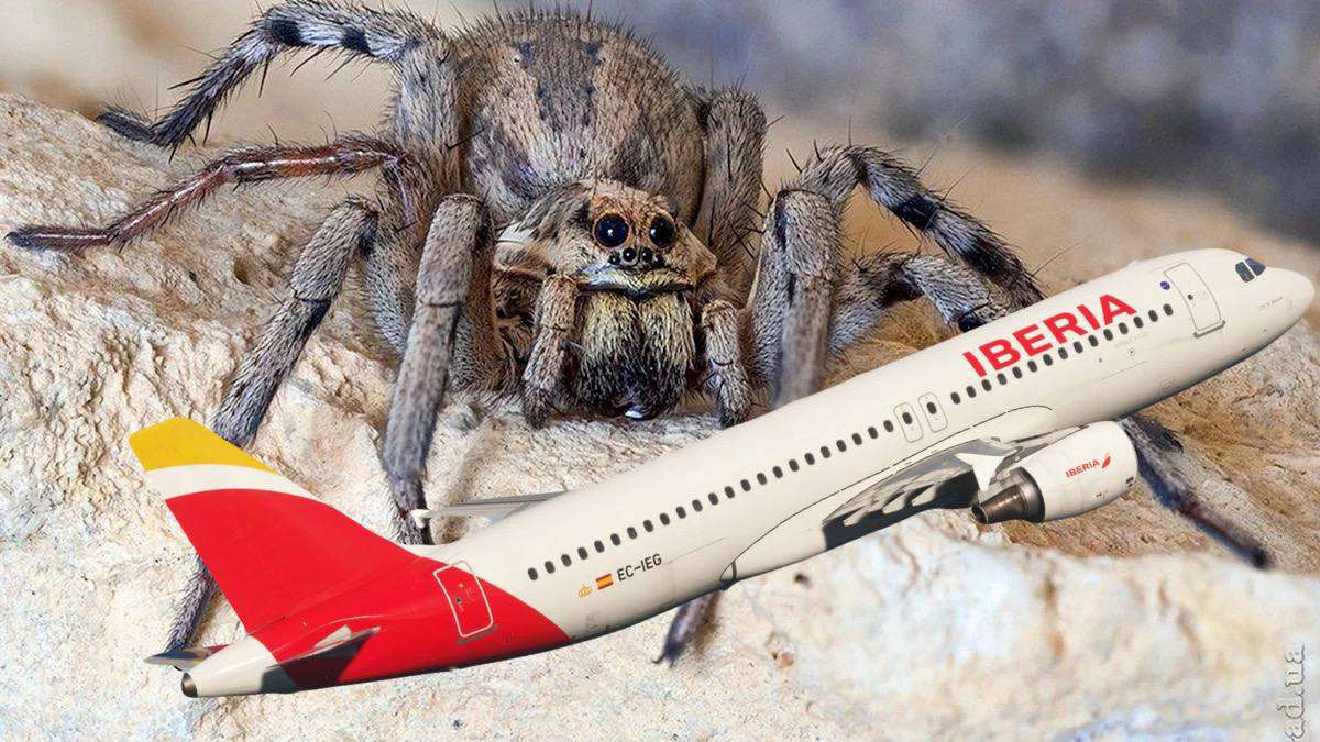 Թռիչքի ժամանակ մորմը խայթել է օդաչուին