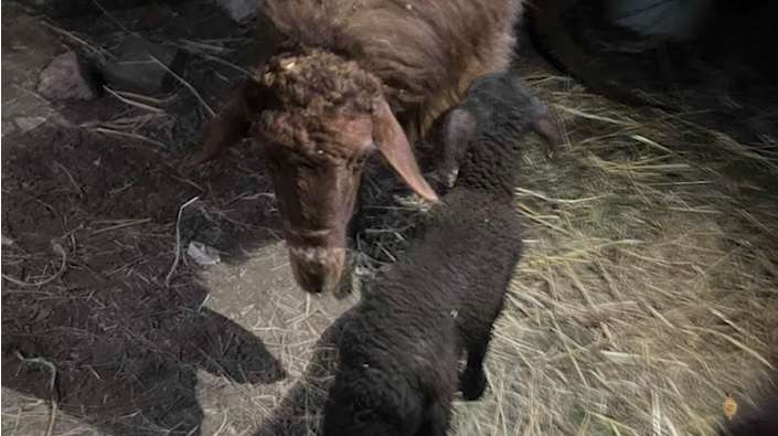Փետրվարին տեղի ունեցած անասնագողությունը բացահայտվել է