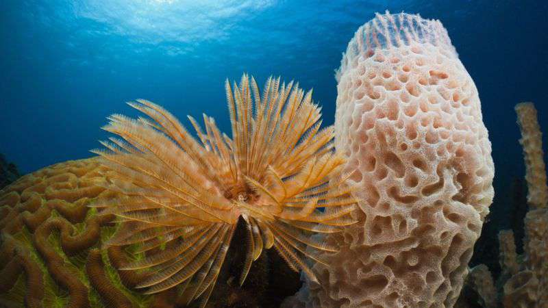 A global agreement on the protection of the world's oceans has been approved