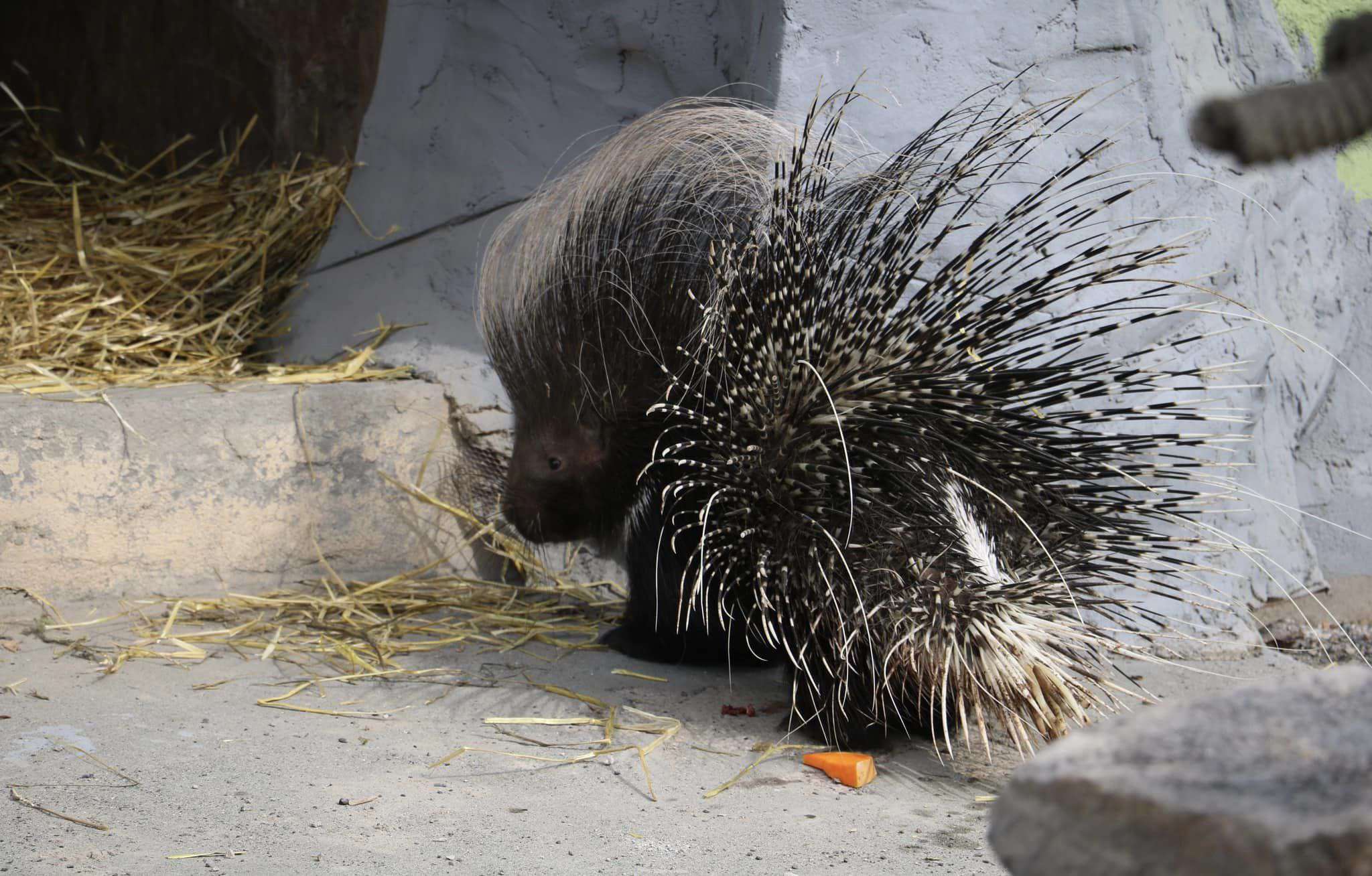 Երևանի կենդանաբանական այգին նոր բնակիչներ ունի