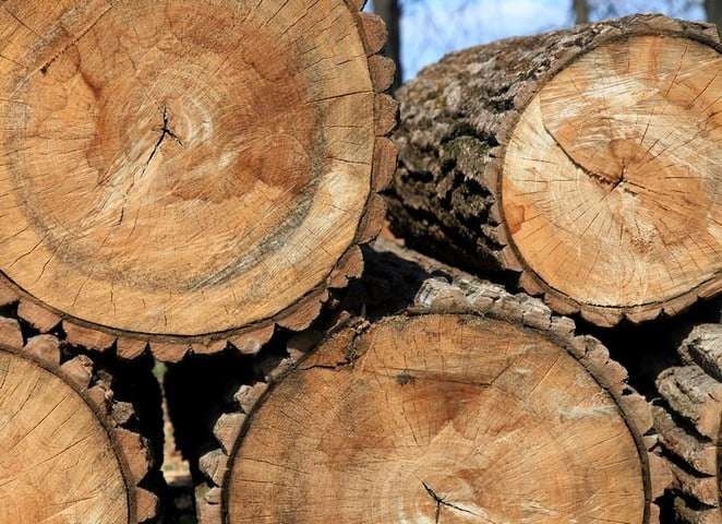Հրդեհի վայրում հայտնաբերվել է 12 կոճղ