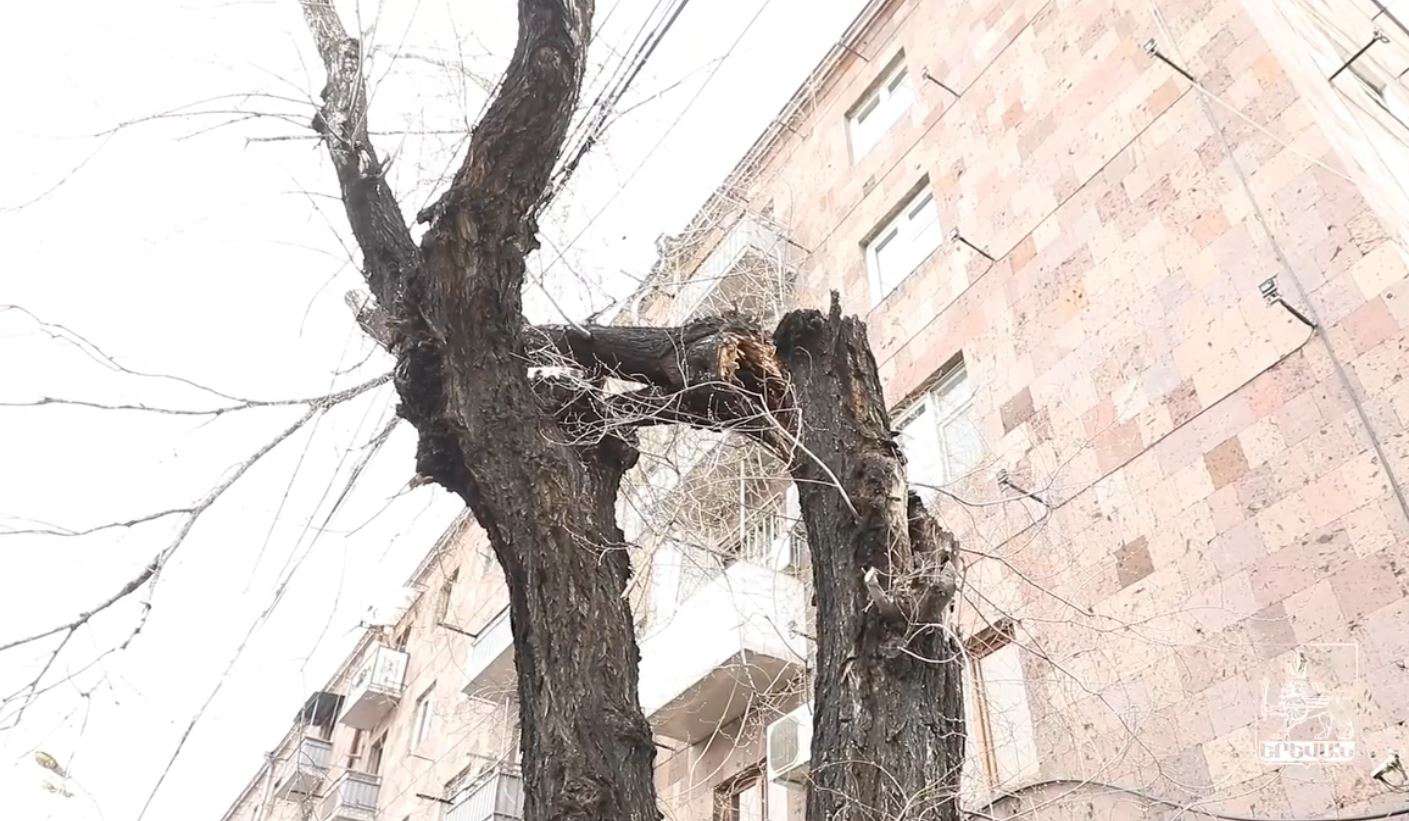Բագրատունյաց փողոցում կենսունակությունը կորցրած ծառերը փոխարինվում են (ՏԵՍԱՆՅՈՒԹ)