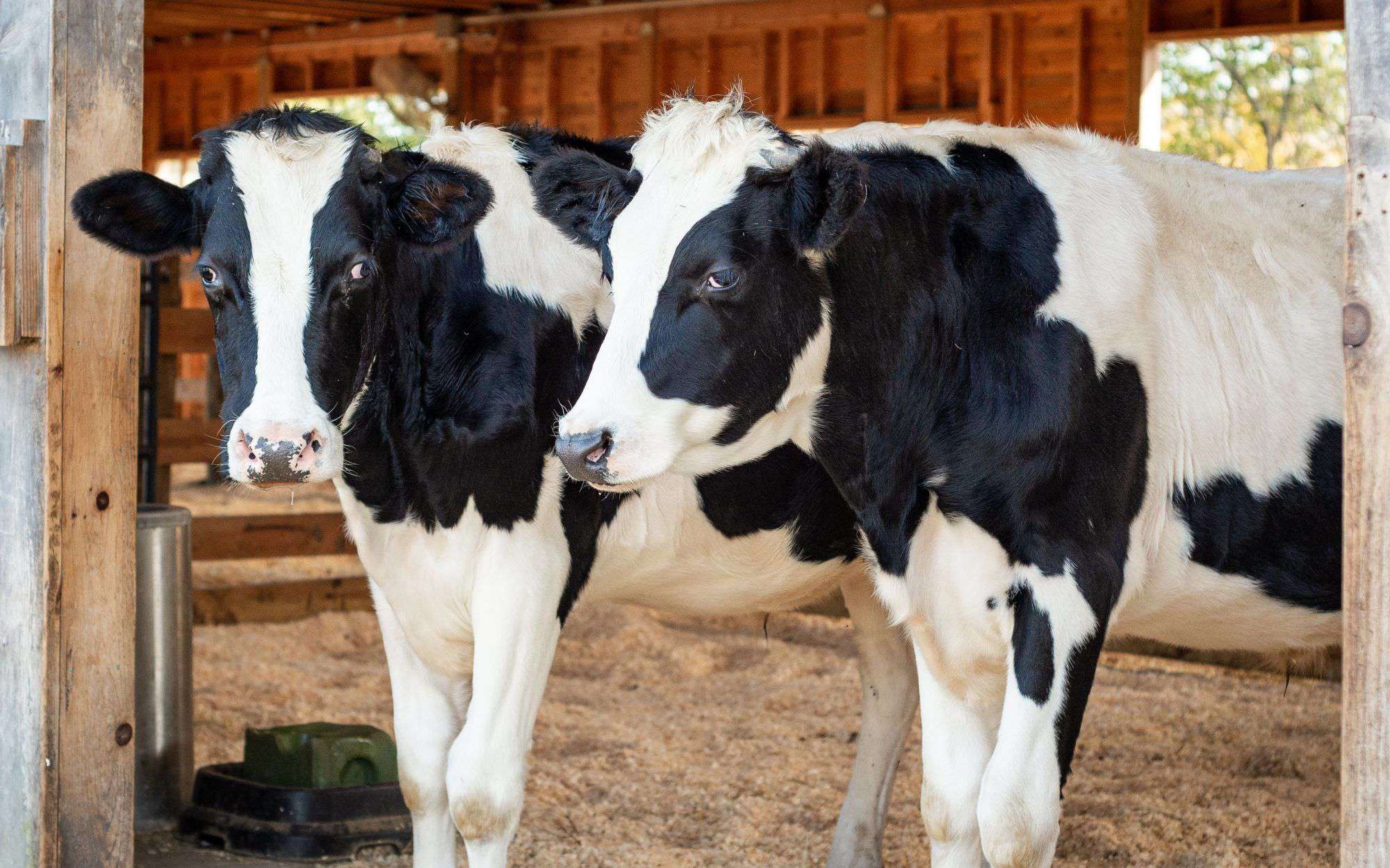 В 2022 году поголовье скота в Армении уменьшилось