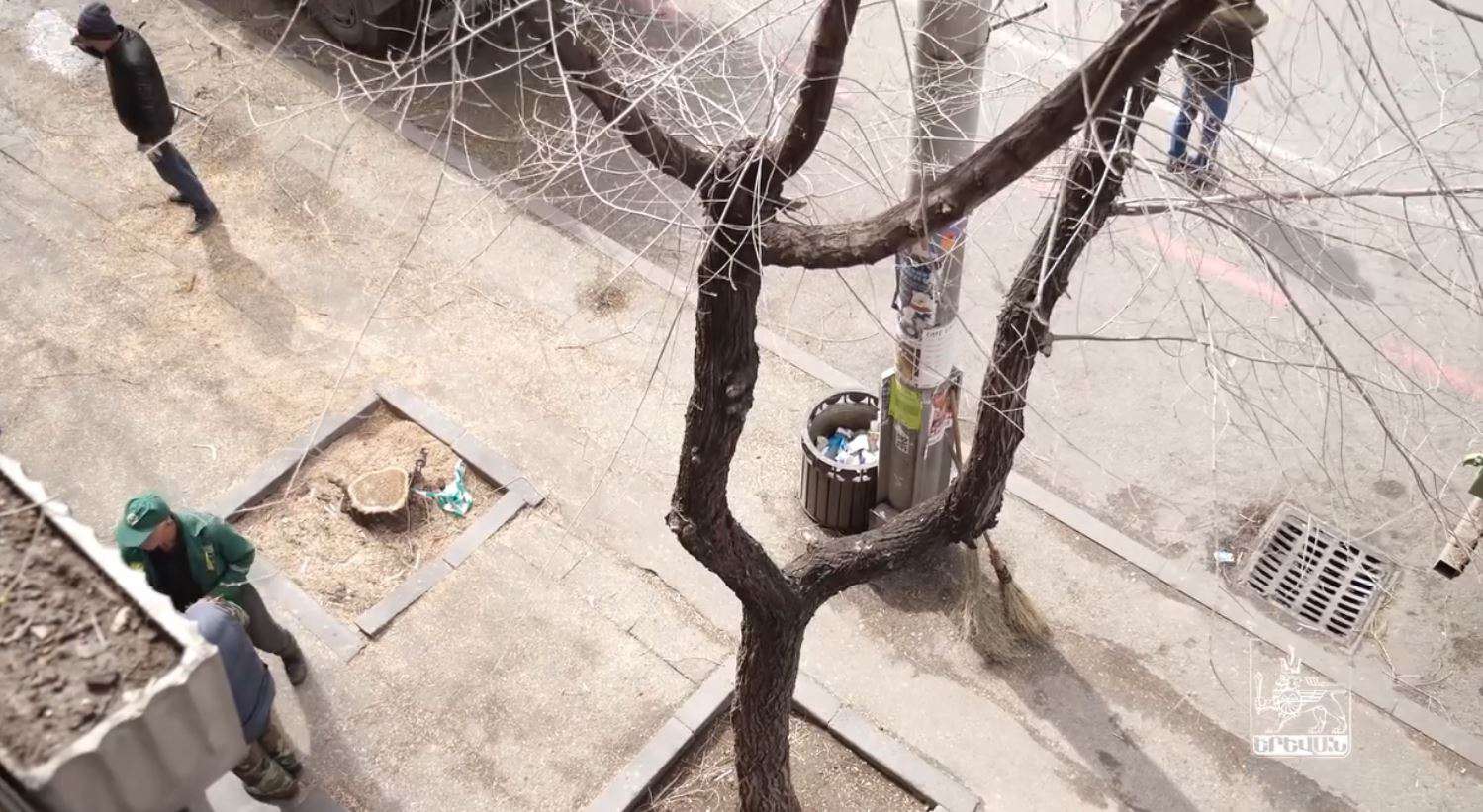 Ծառերի փոխարինում՝ Թումանյան փողոցում (ՏԵՍԱՆՅՈՒԹ)