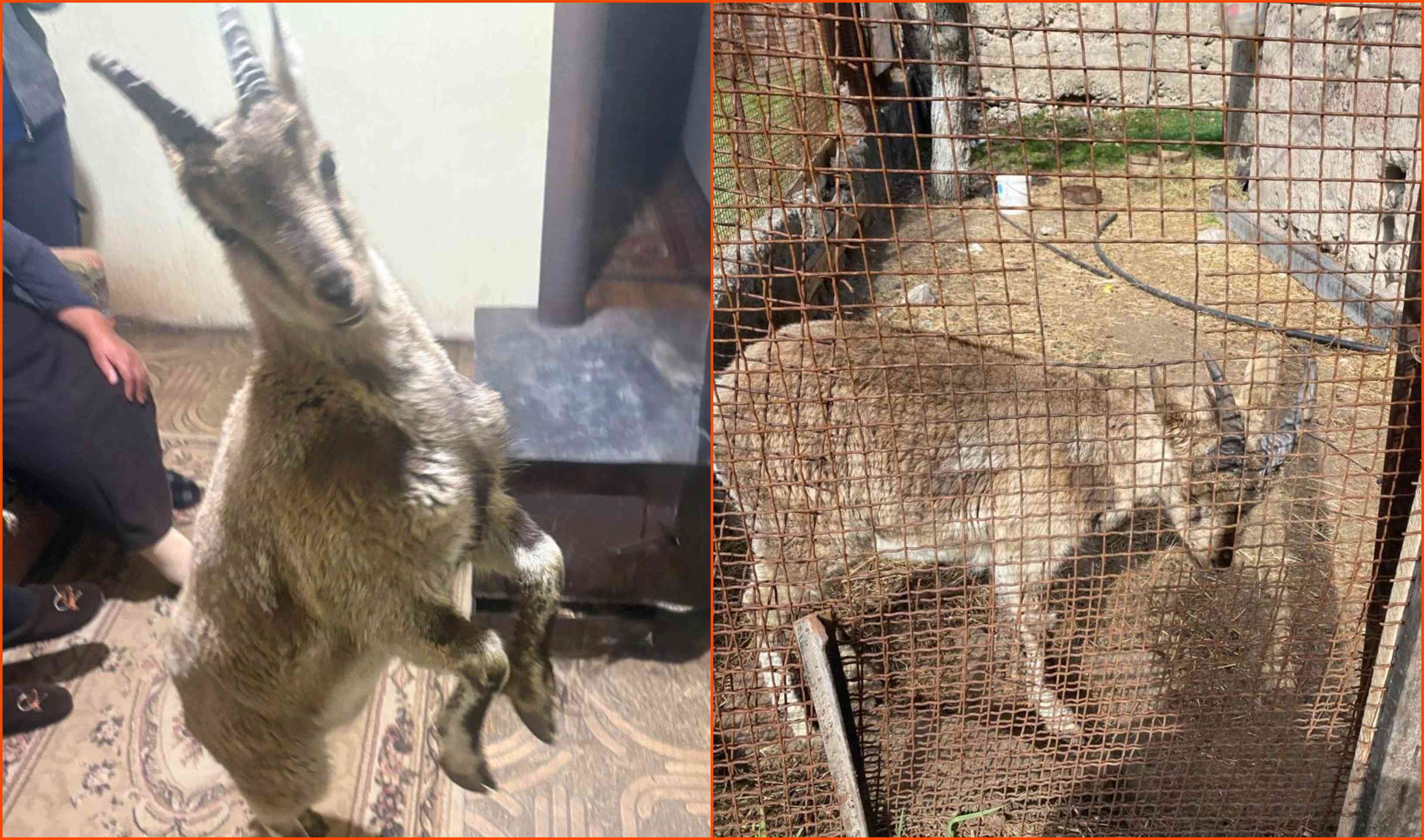 15 մլն դրամ՝ տանը բեզոարյան այծ պահելու համար