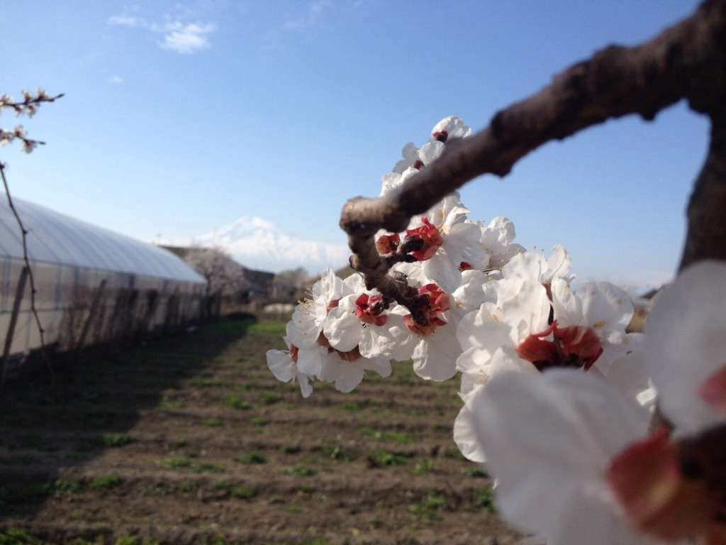 In some parts of the Ararat Valley, the air is expected to be 0–1 degrees cold.