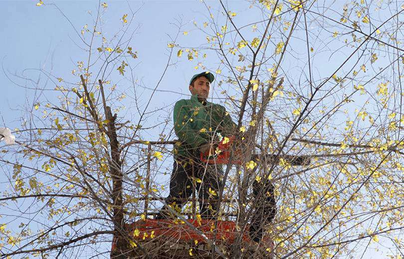 Trees planted 40-50 years ago have lost their biological significance due to years and improper care