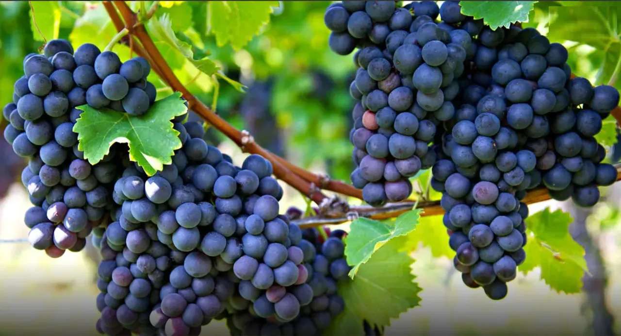«Խաղողի արտահանումը դժվարացել է. 5 հազար տոննայից ավել մթերողները կսուբսիդավորվեն». Քերոբյան (ՏԵՍԱՆՅՈՒԹ)