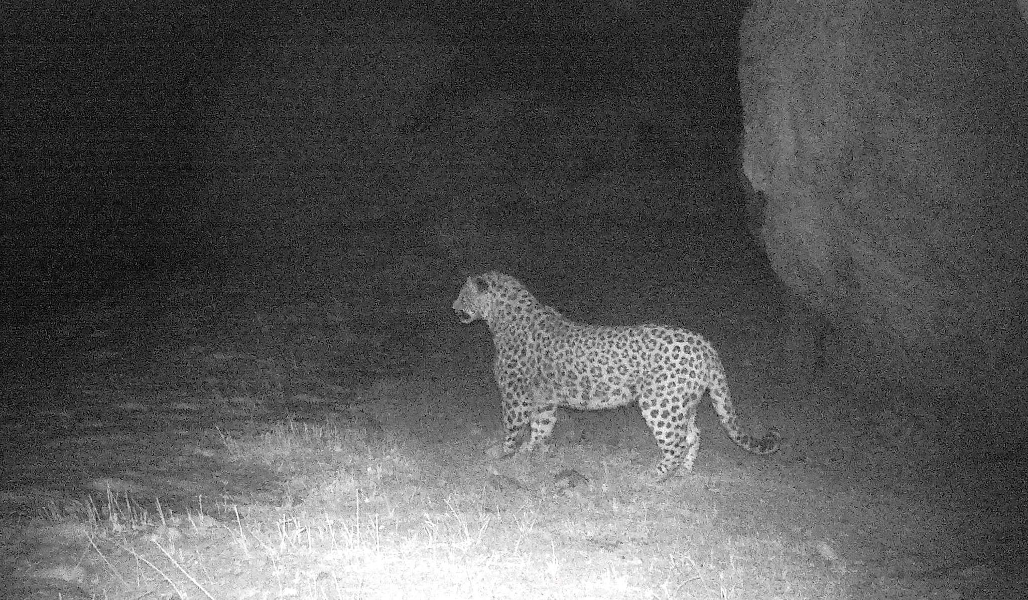 Khosrov Forest photo traps captured Neo the leopard (PHOTOS)