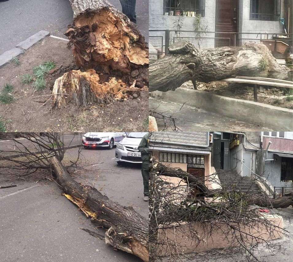 Քամու հետևանքով մայրաքաղաքում դեֆորմացված, սերտաճած, կենսունակության ավարտին մոտ ծառեր են տապալվել