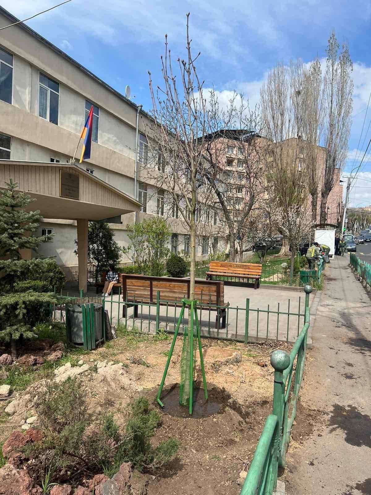 Ուլնեցի փողոցն այսուհետև կզարդարեն ձիակասկ սովորական, ձիակասկ պավիա և սոսի արևելյան էլիտար ծառատեսակները