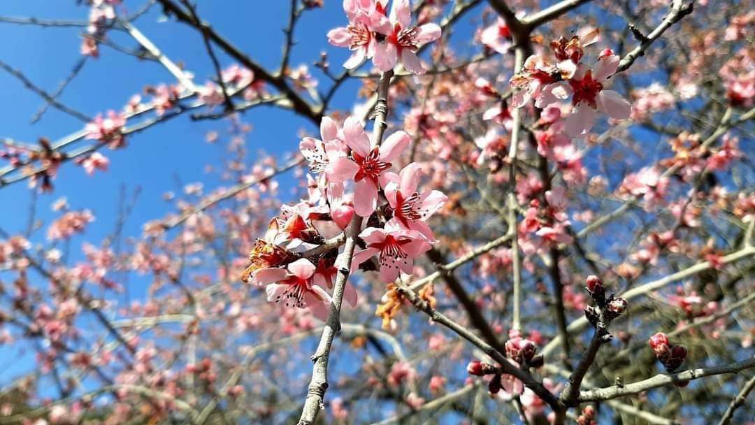 Weather without precipitation is expected, air temperature will continue to rise