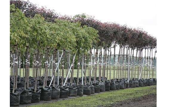 «Պետք է վստահ լինենք, որ փոքր տնկիները առողջ են». Տիգրան Ավինյան (ՏԵՍԱՆՅՈՒԹ)