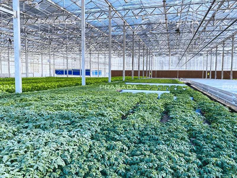 Կոտայքում կհիմնվի 5-րդ սերնդի ապակե ջերմատուն