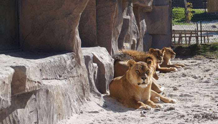 «Կենդանաբանական այգին տեղափոխելու ծրագիր կա». Տիգրան Ավինյան (ՏԵՍԱՆՅՈՒԹ)