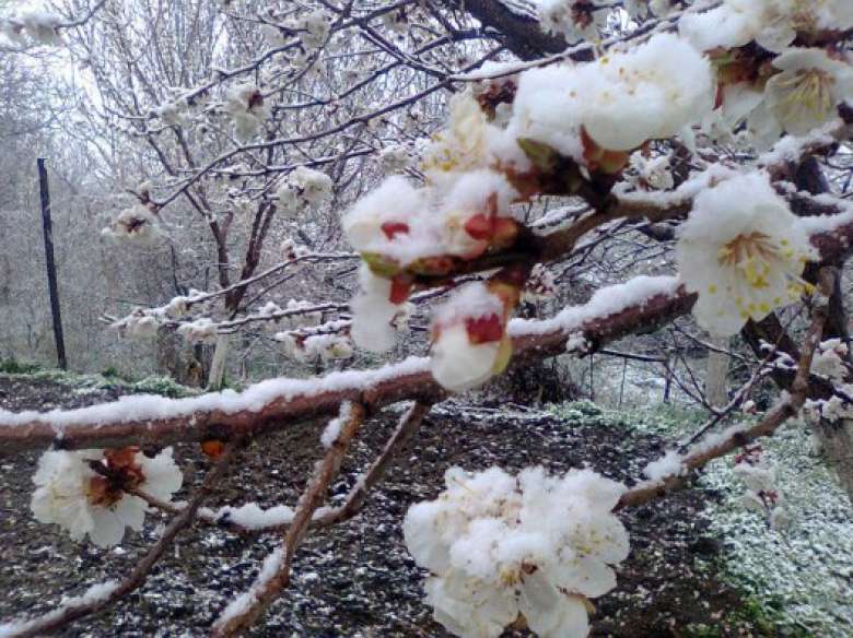 Արմավիրի մարզի որոշ համայքներում ծիրանի այգիների 40-60%-ը ցրտահարվել է