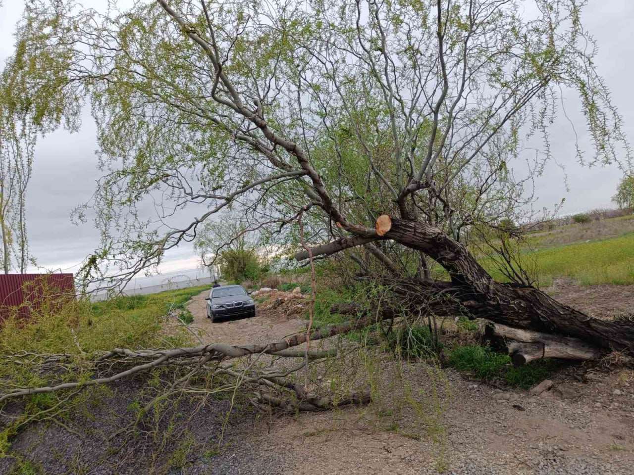 Գեղանիստում ծառն ընկել է ճանապարհի երթևեկելի հատված