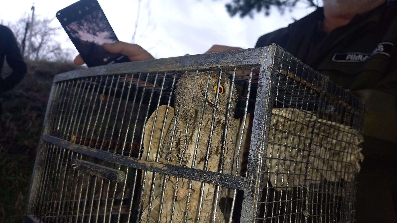 Անօրինական պահվող վայրի թռչունը վերադարձվեց բնություն
