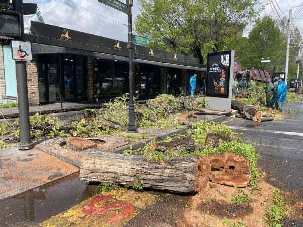 «Այս ամենն արվում է օդի մաքրության համար». Բեգոյանը՝ ծառերի փոխարինման գործընթացի մասին