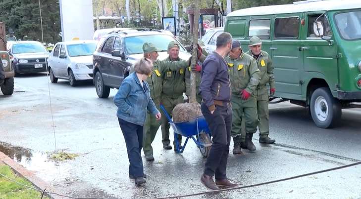 Երևանում շարունակվում է կենսունակությունը կորցրած ծառերի փոխարինումը (ՏԵՍԱՆՅՈՒԹ)