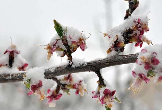 ՆԳՆ-ն զգուշացնում է՝ լուսադեմին ջերմաստիճանը կհասնի -3...-4 աստիճանի