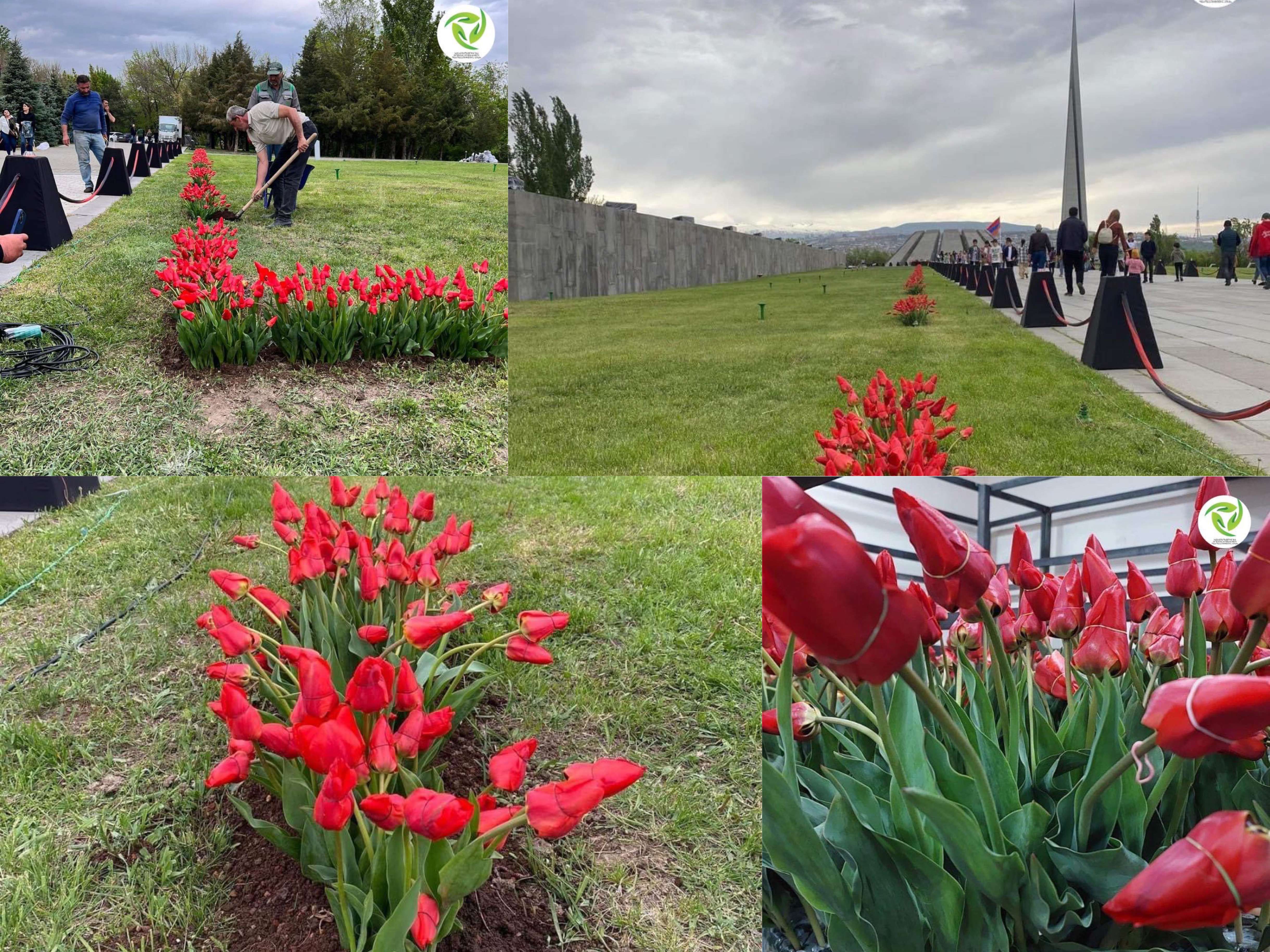 Ծիծեռնակաբերդի բարձունք տանող ճանապարհը զարդարվել է 6 հազարից ավելի կակաչներով (լուսանկարներ)