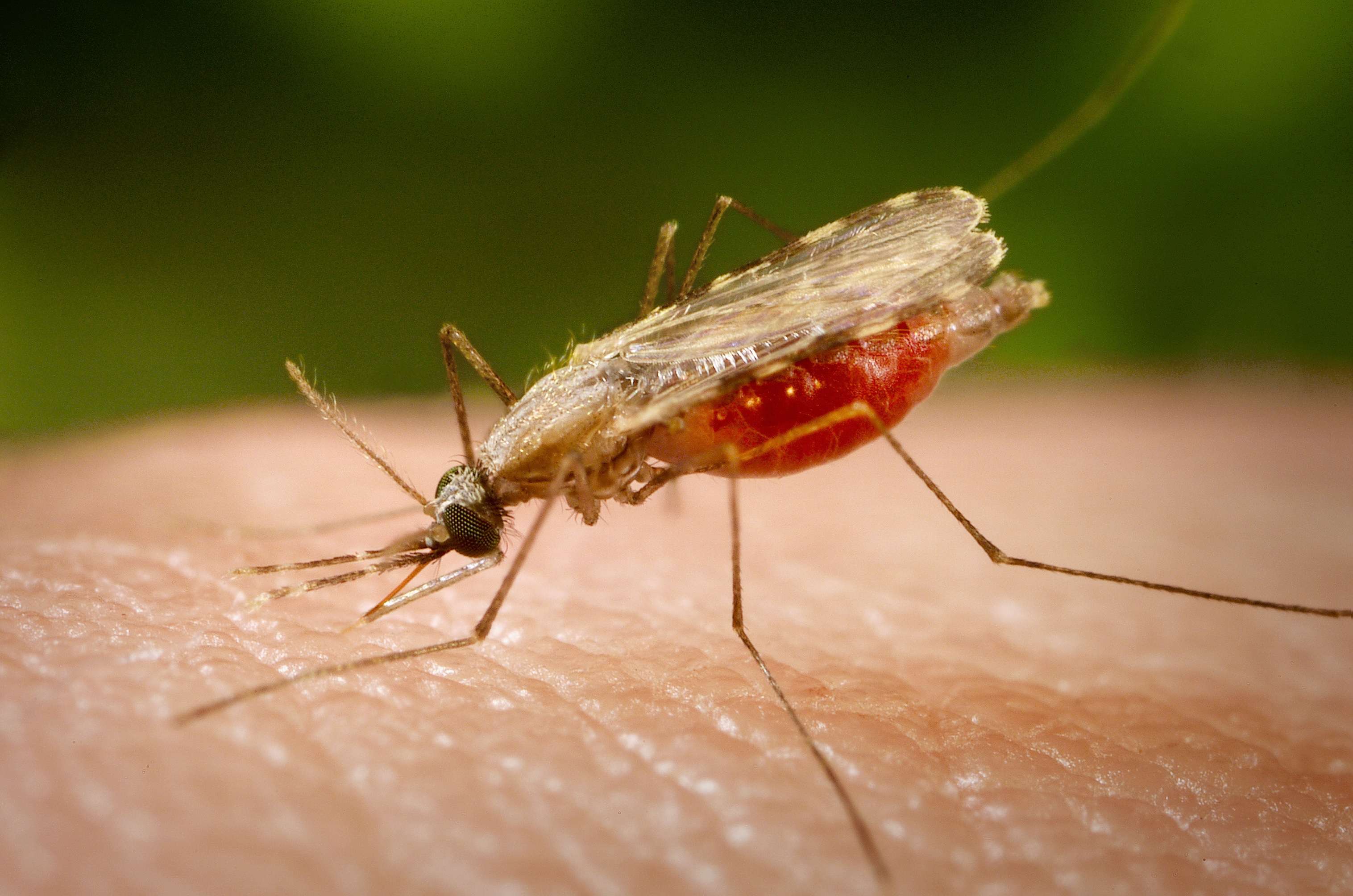WHO has certified Armenia as a malaria-free area