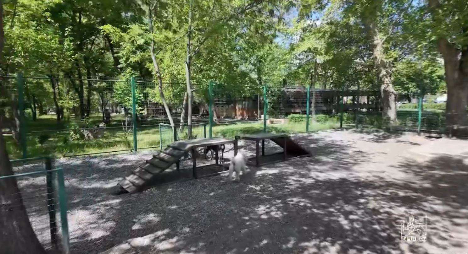 Ընտանի շների համար կառուցվել են հատուկ զբոսայգիներ (ՏԵՍԱՆՅՈՒԹ)