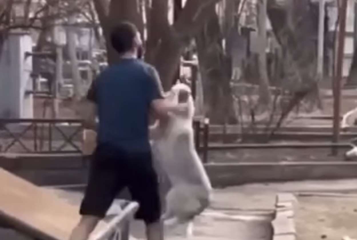 Полиция нашла человека, который издевался над собакой