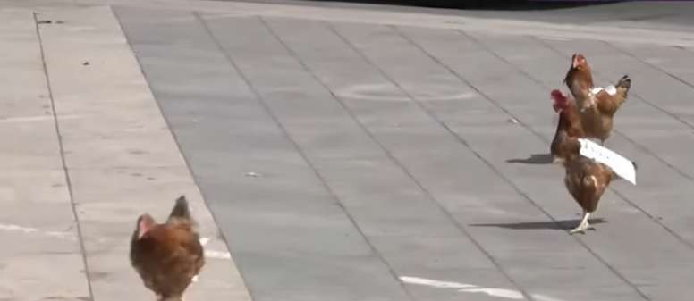 "Куриная" акция на Площади Республики