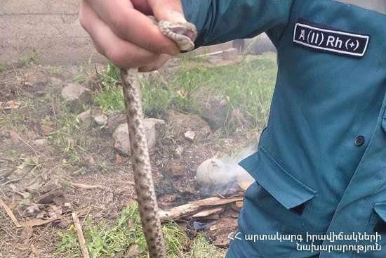 Во дворе жилого дома обнаружена  гюрза - МЧС Армении