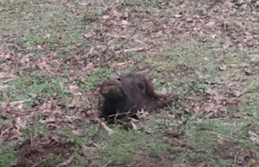 Буйволов застрелили, разделали, а мясо продали на мясном рынке.