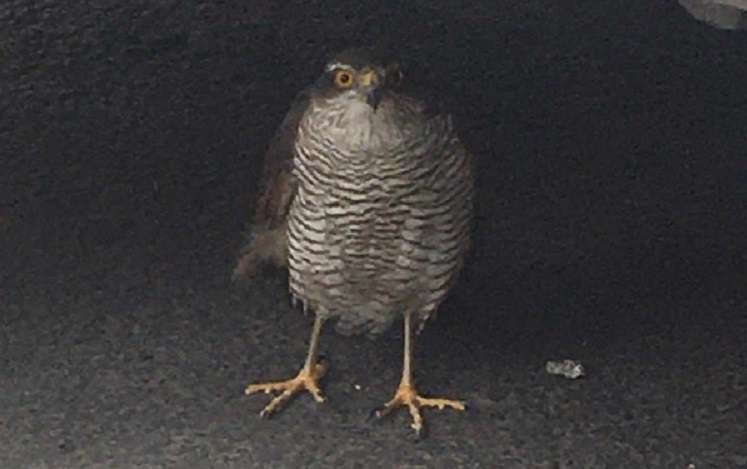 ՀՀ կարմիր գրքում գրանցված վիրավոր գիշատիչ լորաճուռակը տեղափոխվել է Երևանի կենդանաբանական այգի