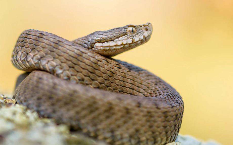 Из-за змей одна из грузинских школ работает дистанционно