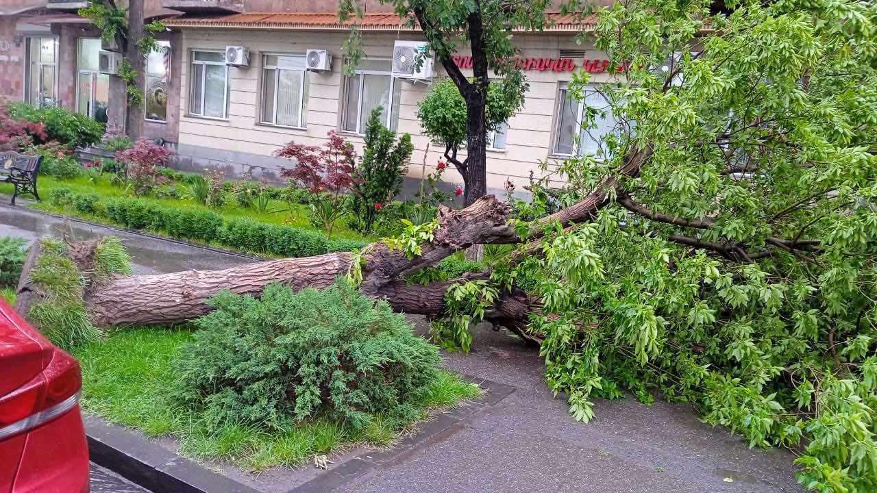 Երևանում կենսունակությունը կորցրած շուրջ 20 ծառ է տապալվել (ԼՈՒՍԱՆԿԱՐՆԵՐ)