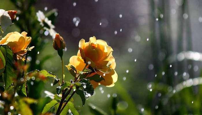 Showers and thunderstorms are expected