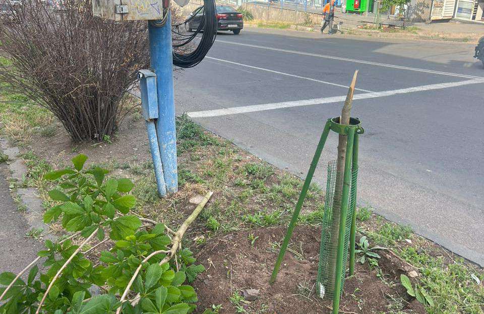 Зафиксирован еще один случай повреждения вновь посаженных деревьев