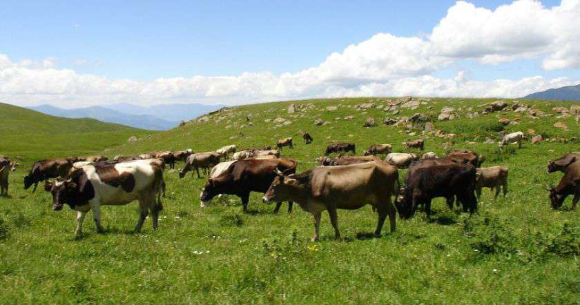 Գողացել էին խոշոր եղջերավոր անասուններ, ապա 400 հազար դրամով վաճառել