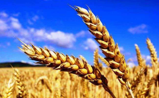 Дефицита в Армении не будет, запрет на ввоз пшеницы из России снят․ Министерство экономики
