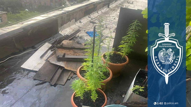 Ձերբակալվել է տանիքում կանեփի բույս աճեցրած տղամարդը