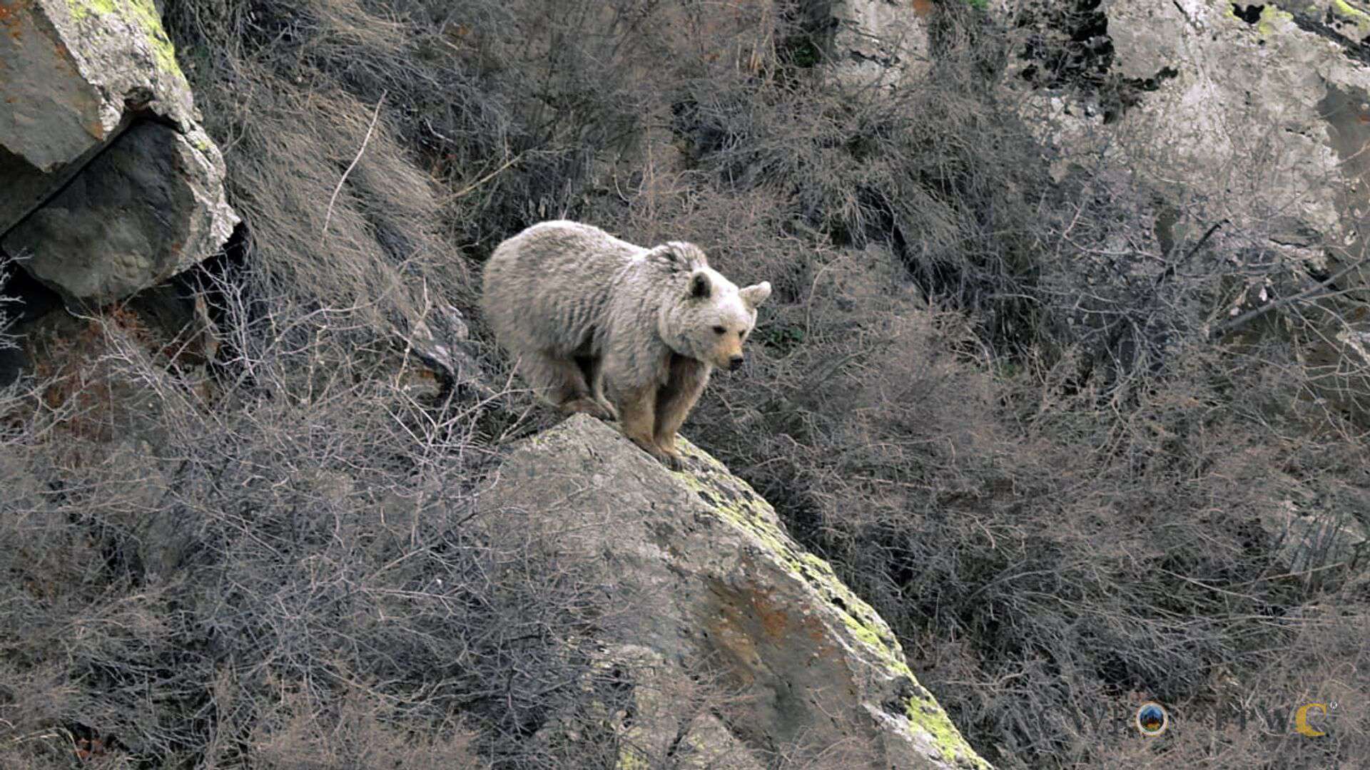 Արջը վնասել է քաղաքացուն. օգնության են հասել փրկարարները