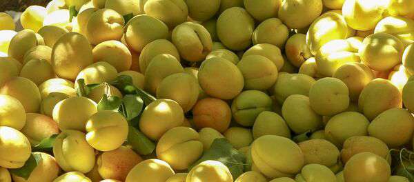 Проблема с продажей абрикосов из-за пробок на КПП Верхний Ларс