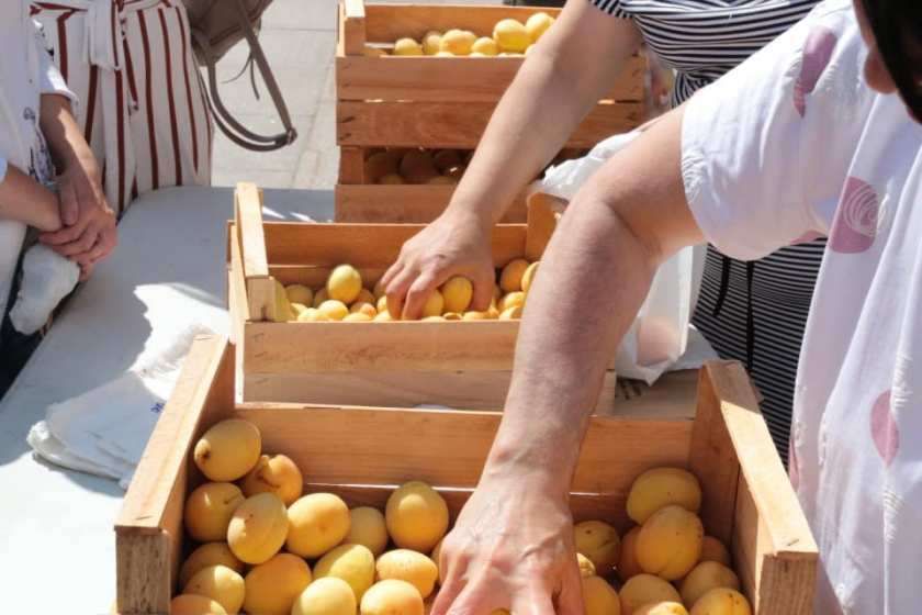 Ծիրանով բեռնված 366 բեռնատար հատել է ՌԴ մաքսային սահմանը. Պապոյան